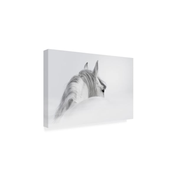 PhotoINC Studio 'White Horse On White' Canvas Art,16x24